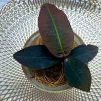 Labisia Posthumusiana