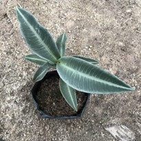 Labisia Pumila Green