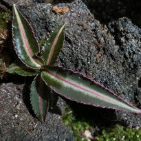 Labisia Pumila Pink