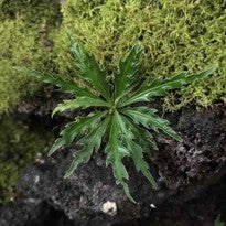 Labisia Pinnatifidum Green