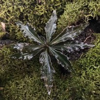 Labisia Pinnatifidum Purple