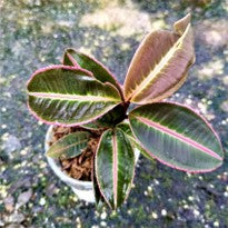Labisia Pumila Pink Sumatra