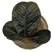 Labisia Sp. Mangkuk Brown