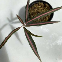 Labisia Sp. "Pink Midway"