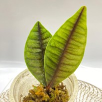 Labisia sp. Potan