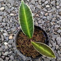 Labisia sp White Line