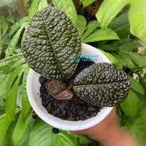 Labisia sp. Snake Skin