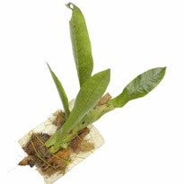 Lecanopteris Linguiformis