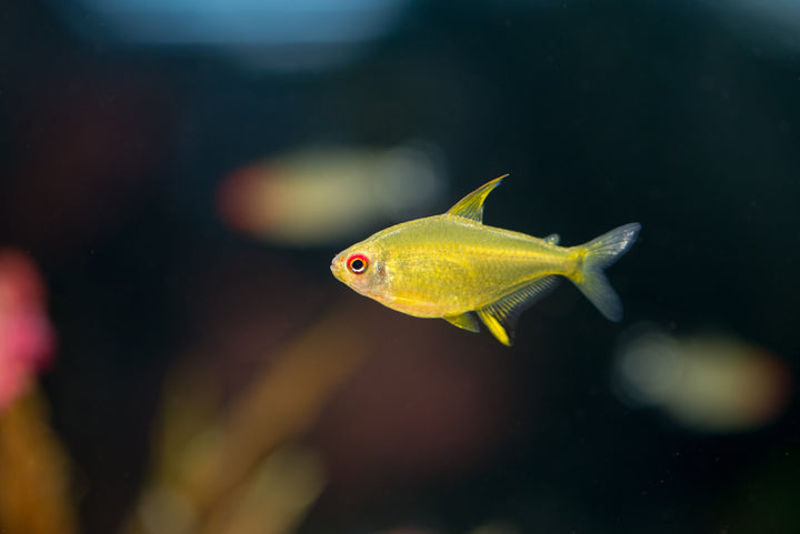 Lemon Tetra