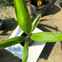 Licuala Grandis