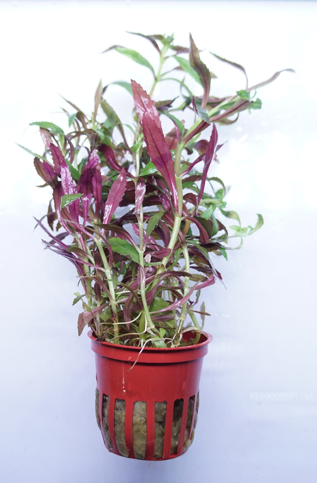 Limnophila hippuridoides