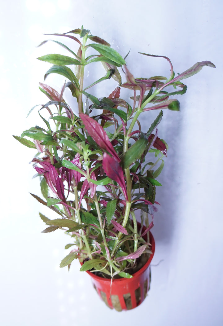 Limnophila hippuridoides