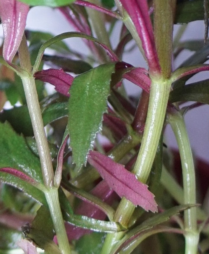 Limnophila hippuridoides