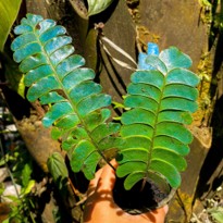 Lindsaea Doryphora