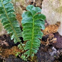 Lindsaea sp Sumatra