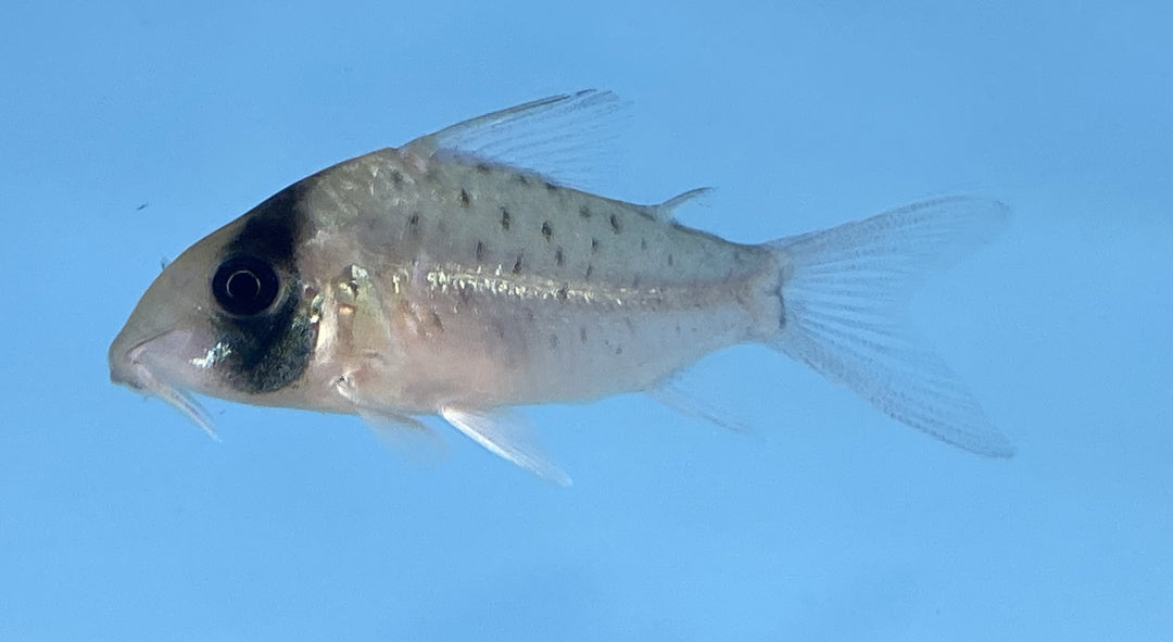 Long Nose Fairy Corydoras