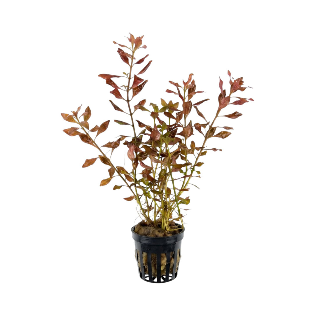Ludwigia Palustris