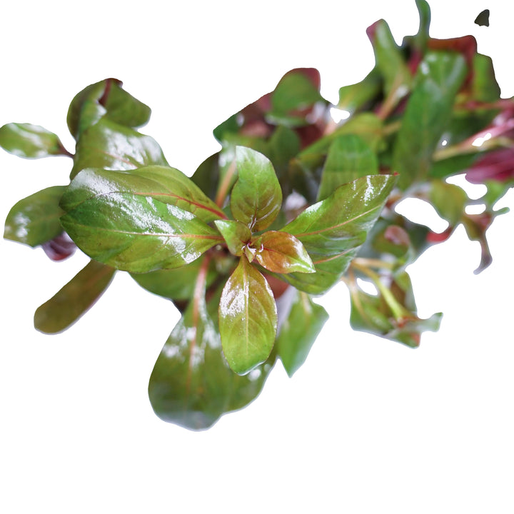 Ludwigia Peruensis Diamond