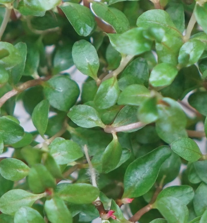 Ludwigia senegalensis (guinea)