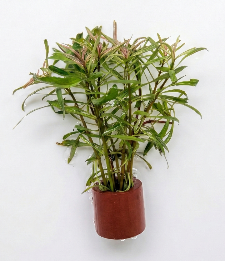 Ludwigia inclinata cuba white edge