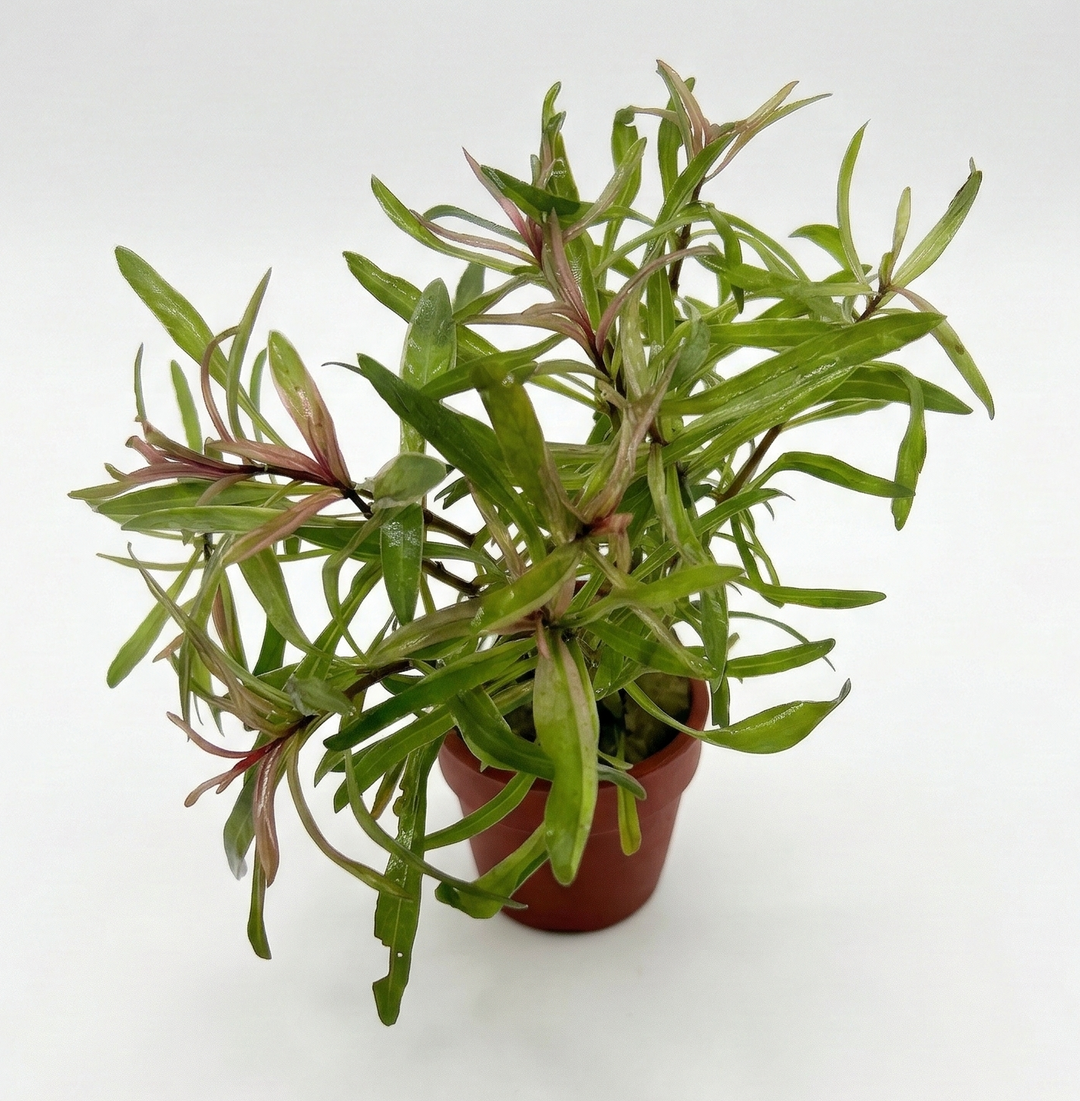 Ludwigia inclinata cuba white edge
