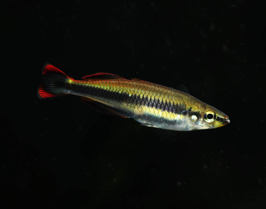 Madagascar Rainbow