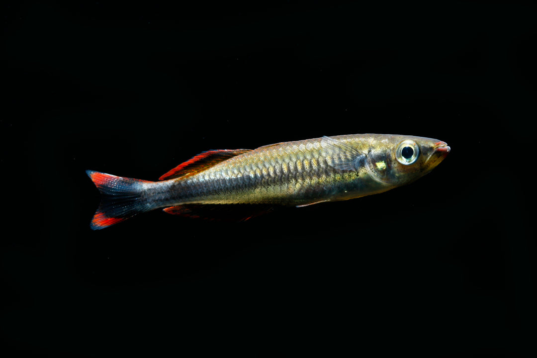 Madagascar Rainbow