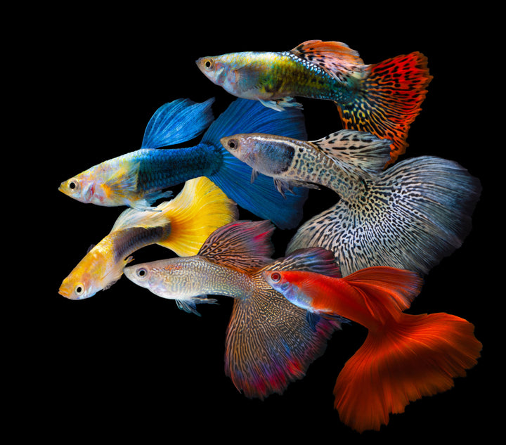 Assorted Male Guppies