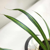 Mapania Caudata