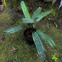 Mapania Cuspidata