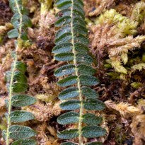 Micrechites Serpilifolia