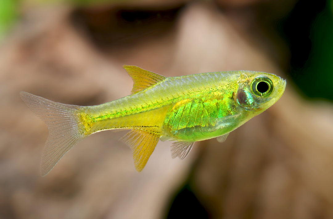 Neon Green Rasbora