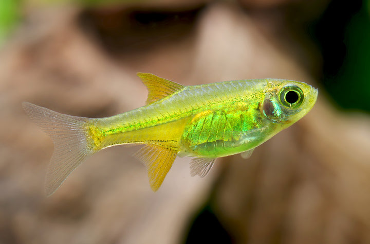 Neon Green Rasbora