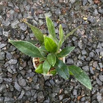 Microsorum Siamense