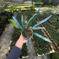 Microsorum Thailandicum
