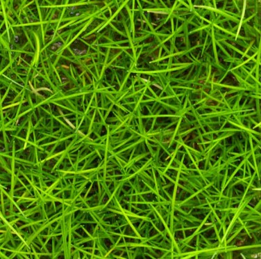 Mini Dwarf Hairgrass (Parvulus)