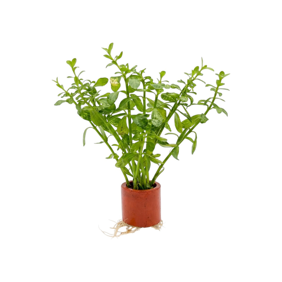 Moneywort Variegated