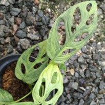 Monstera Adansonii Variegated