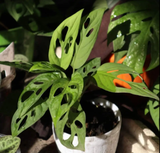 Monstera Adansonii