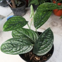 Monstera Karstenianum
