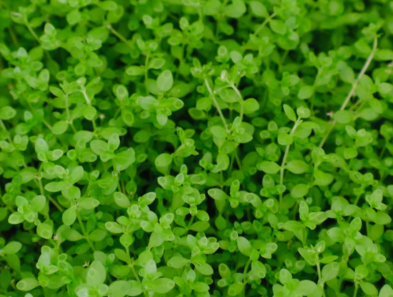 Micranthemum tweediei Monte Carlo