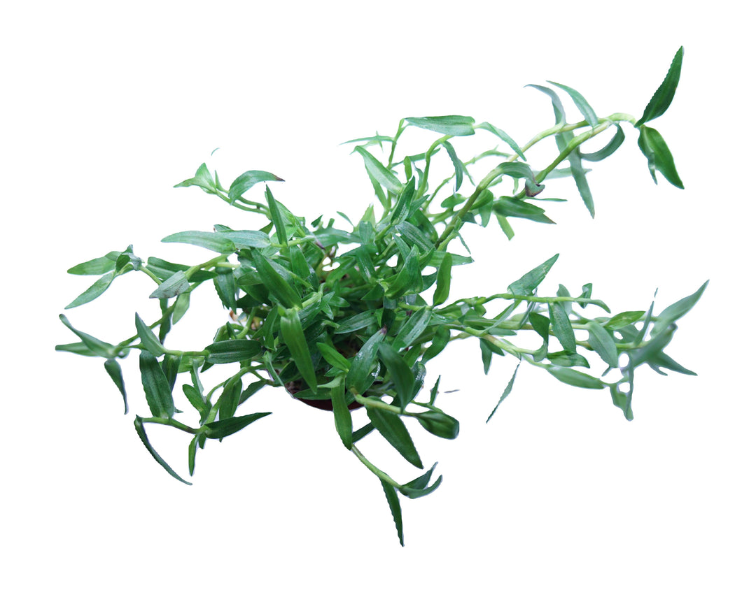 Murdannia keisak