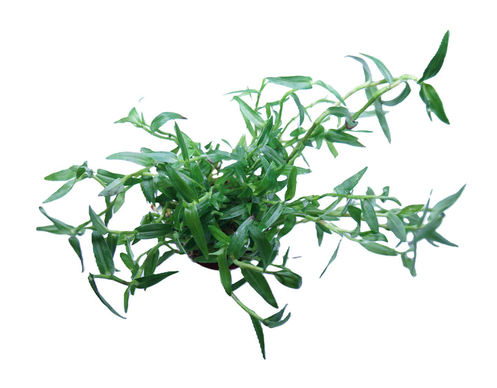 Murdannia keisak