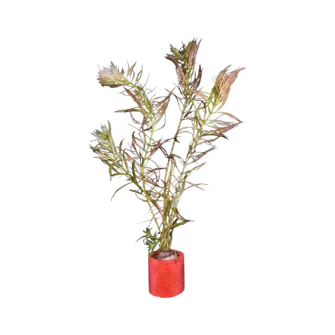 Myriophyllum elatinoides