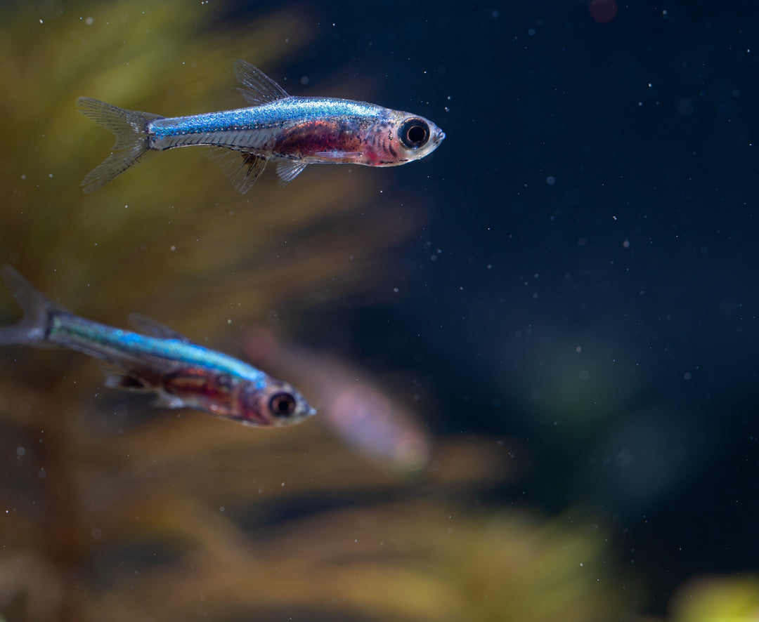 Neon Blue Rasbora
