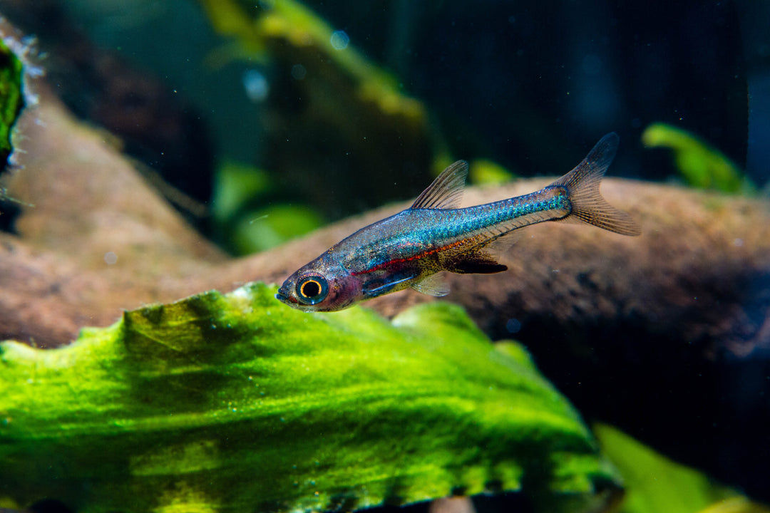 Neon Blue Rasbora