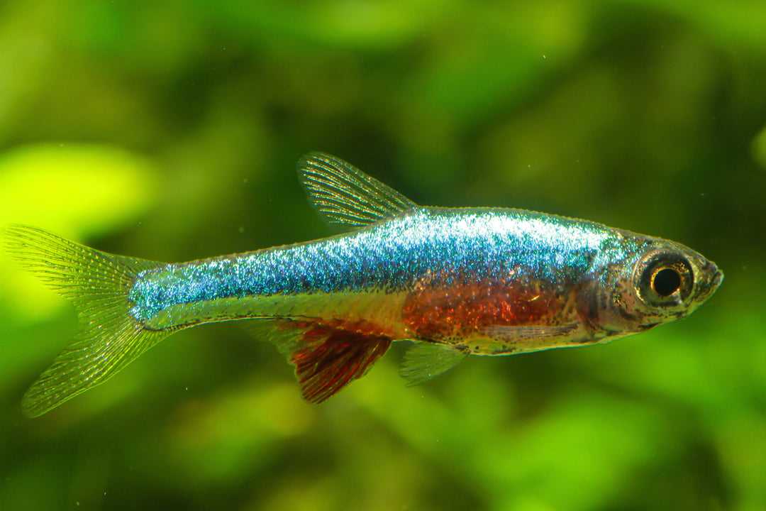 Neon Blue Rasbora
