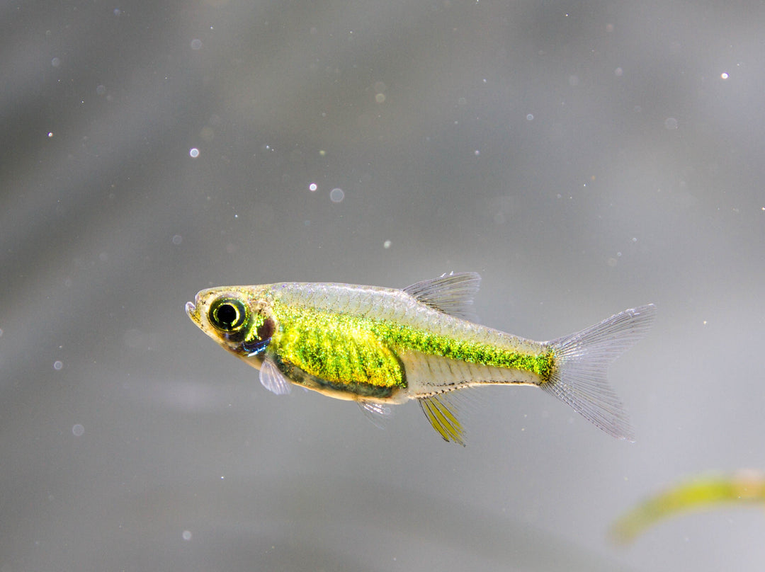 Neon Green Rasbora