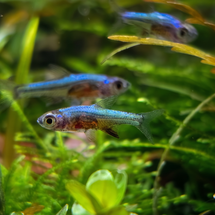 Neon Blue Rasbora