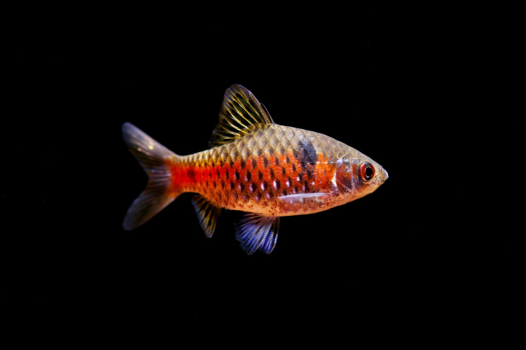 Odessa Barb